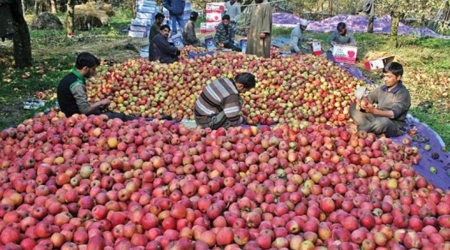 Burglars Steal Over 250 Apple Boxes from Orchard in Pulwama