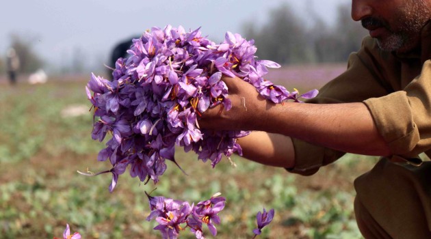 Kashmiri farmers plucks saffron flowers from their field at Pampore on the outskirts of Srinagar on Tuesday.