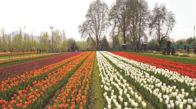 Tulip garden likely to be thrown open after Mar 20