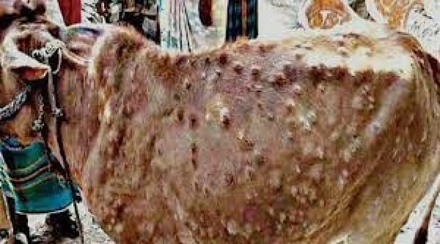 Lumpy SKIN Disease: Govt constitutes task forces for two divisions each of UT