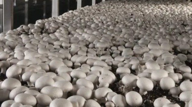 Berozgar se Swarozgar:Mushroom farming emerging as new form of employment among J&K youth