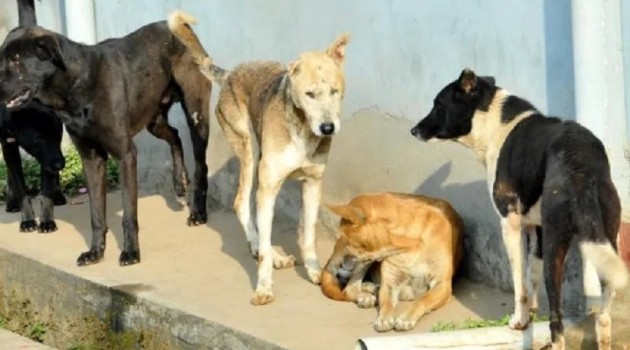 Stray Dogs Leave 2 Wounded in Tekipora Kupwara