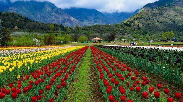 Asia’s largest Tulip garden in Srinagar will showcase 4 new varieties this year