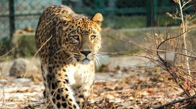 Leopard sighted in Srinagar’s Malabagh area, wildlife department mobilizes teams