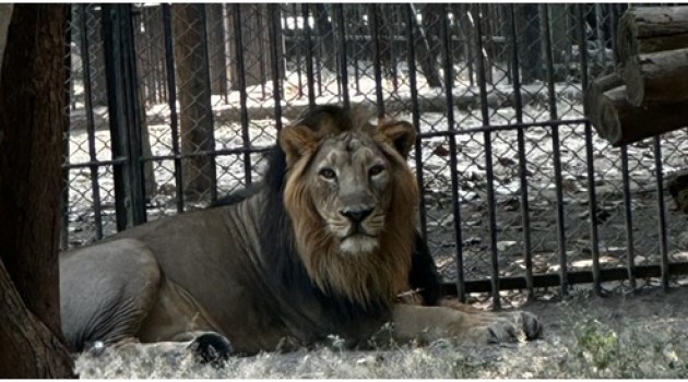 Lion couple from Gujrat to reach Jambu Zoo on November 8