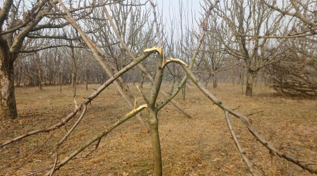 Apple Orchard Devastated: Miscreants  Chopped Off Dozens of Trees in Sumbal