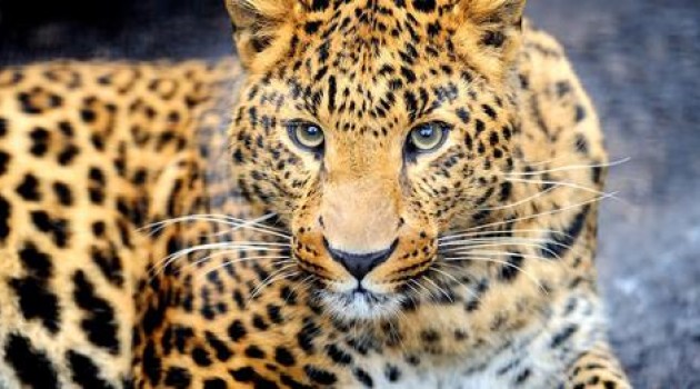 Leopard Captured Alive in North Kashmir Village