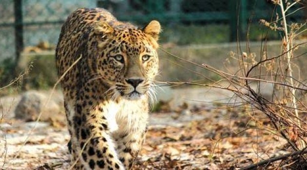 Wildlife Officials Deploy Teams at Srinagar Schools Amid Leopard Sighting