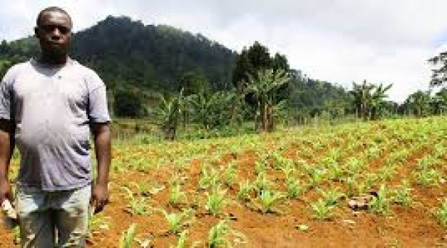 Africa: UN supports farmers of São Tomé, Príncipe to help them fight climate change