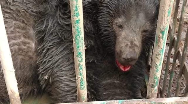Bear caught in Kukroosa,Handwara