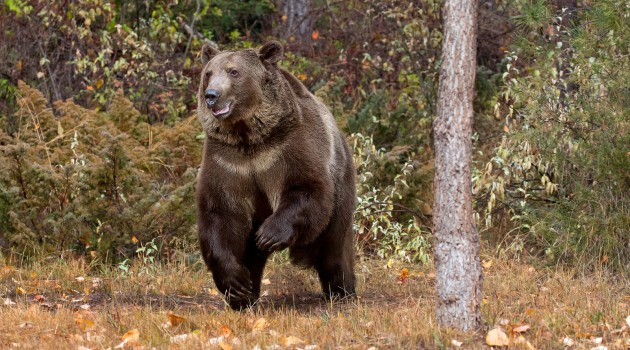 Three persons including two women injured in bear attack