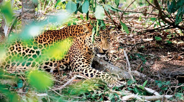 Leopard captured alive in Ganderbal’s Mansbal