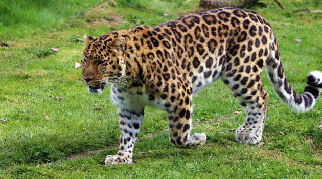 Man Injured In Leopard Attack In Nesbal Bandipora