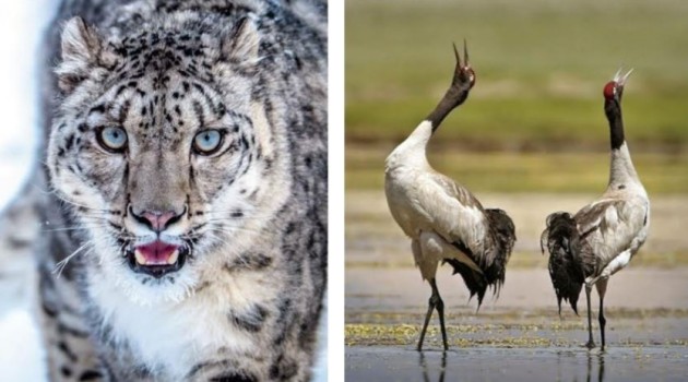Ladakh declares black-necked crane as its state bird Snow leopard as state animal