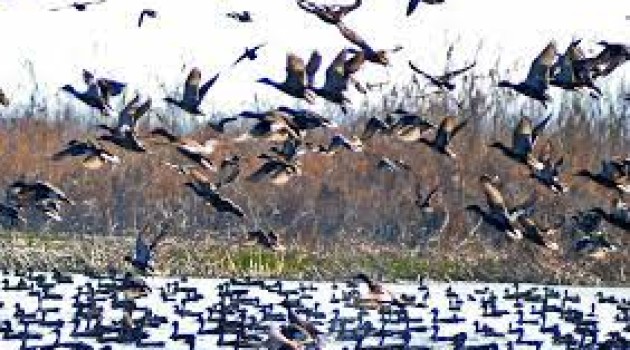 Bird Census conducted in Wular Lake