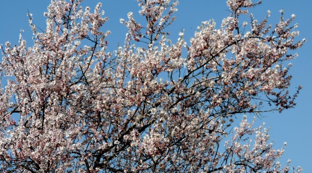 An Almond tree in full bloom, making the arrival of spring, at Badamwari on the foothills of Koh-e-Maran in downtown Srinagar on Friday