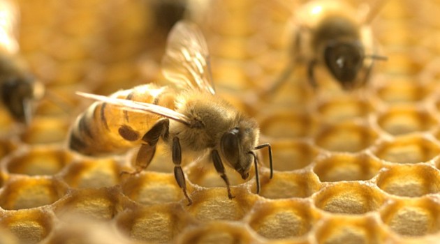 Australia puts honey bees in lockdown