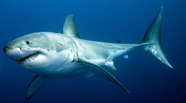 Great White likely to have caused largest shark’s extinction: Study