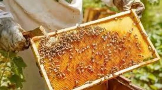 Progressing J&K:Beekeeping ventures emerging as new hope for J&K youth