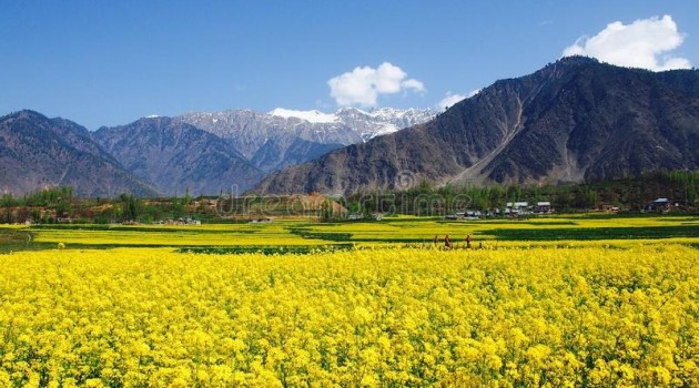 Tourists throng mustard fields in Kashmir for leisure, photography