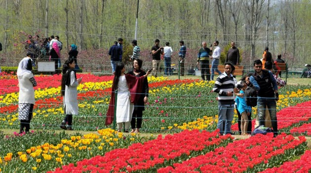 Over 1.5 Lac Visitors Throng Tulip Garden in First 12 Days