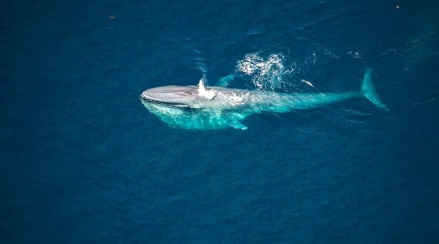 Australian researchers raise concerns over “skinny” blue whales in warming oceans
