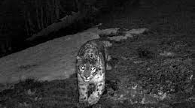 Leopard Runs Amok in Sallar Anantnag, Injures 12 Persons