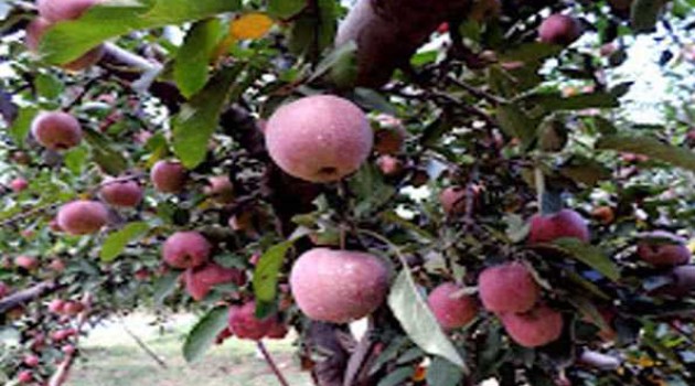 Unfavourable weather, scab disease axes 50 pc Apple production in Kashmir