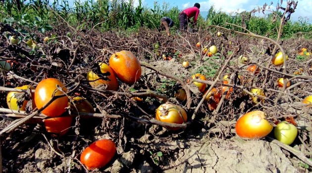Tomato production yielding huge income to Kashmiri farmers