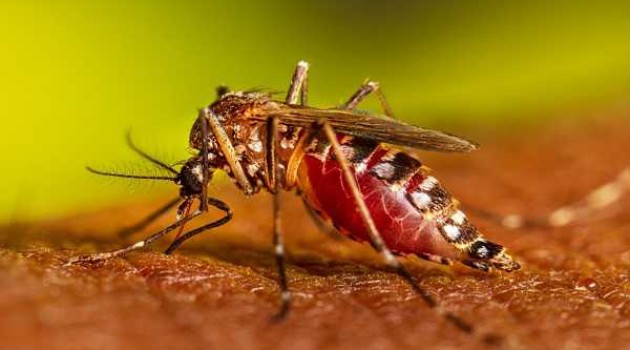 Bangladesh suffers worst day of dengue with record number of deaths
