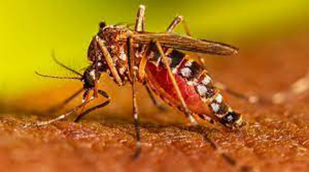 One more dies of dengue, 119 fresh cases reported