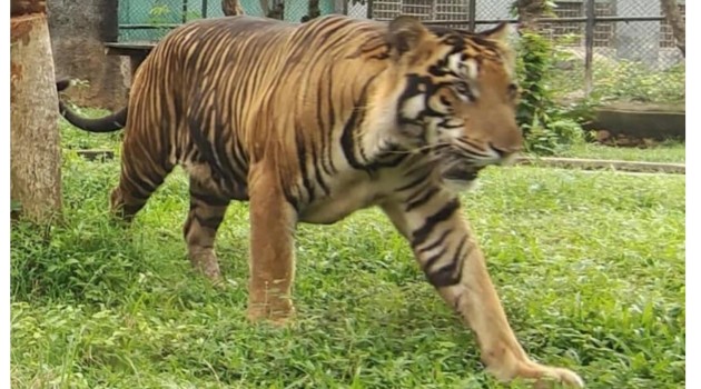 Royal Bengal Tiger pair to roar in Jambu Zoo