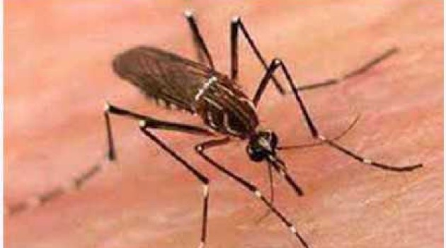 Over 5k dengue cases reported in Sri Lanka in Jan