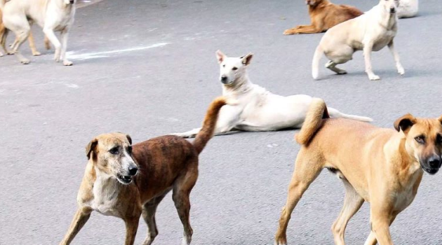 12 Persons Suffer Injuries in Stray Dogs Attack in Kupwara
