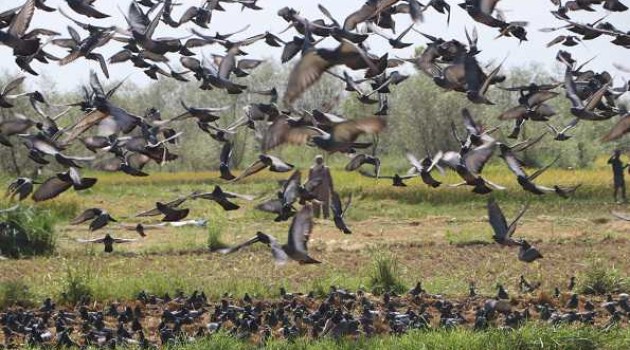 J&K sees rise in number of bird species