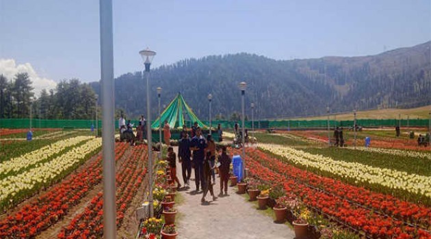 J&K: Over 2Lakh Tulips wow Sanasar Garden visitors